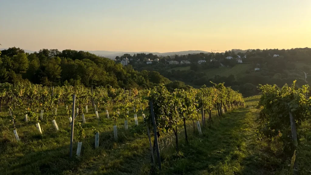 The view from the hills